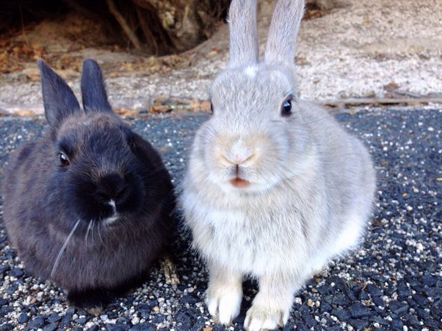 エサを食べてると、こんなに近づけます。_休暇村 大久野島