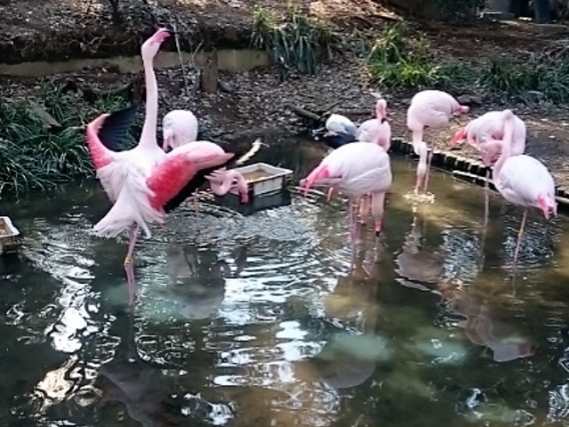 小動物園内(フラミンゴ)_大宮公園