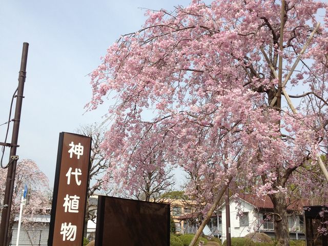 都立神代植物公園