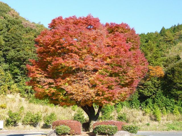 見る角度で違いが☆_兵戸公園の紅葉