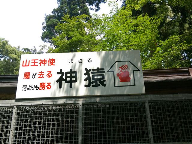 中には、ホンモノのお猿さんが!_日吉大社