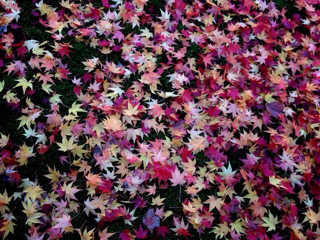 地面に、落ちた紅葉_高台寺