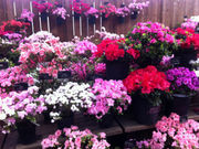 ddddさんの百合が原公園の投稿写真3