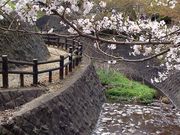 ねこまるさんの根來寺の桜の投稿写真1
