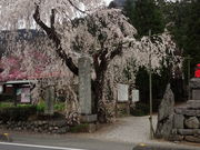 チビチビさんの法善寺のしだれ桜の投稿写真1