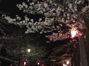 fumiさんの八瀬川の桜の投稿写真1