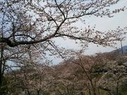 ゆみぶさんの大法師公園の桜の投稿写真1