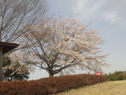 aoisomeさんの柴田町太陽の村の投稿写真2