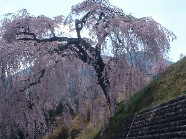 四美のしだれ桜
