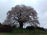 スピンコさんの醍醐桜の投稿写真1