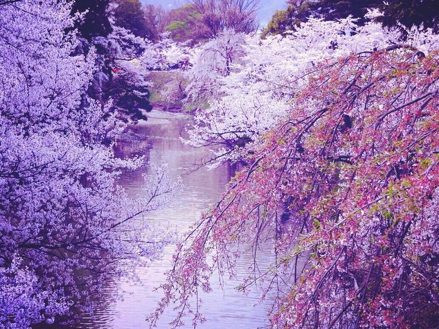 上田城址お堀の桜情景_上田城跡公園