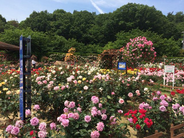 バラ園_福山サービスエリア上り