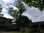 sklfhさんの高田城址の投稿写真1