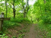 マックさんの中山風穴地特殊植物群落の投稿写真3