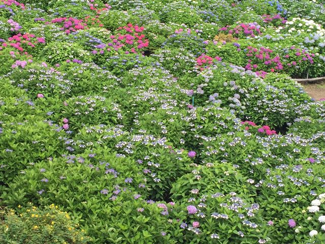 斜面に紫陽花が_大聖寺