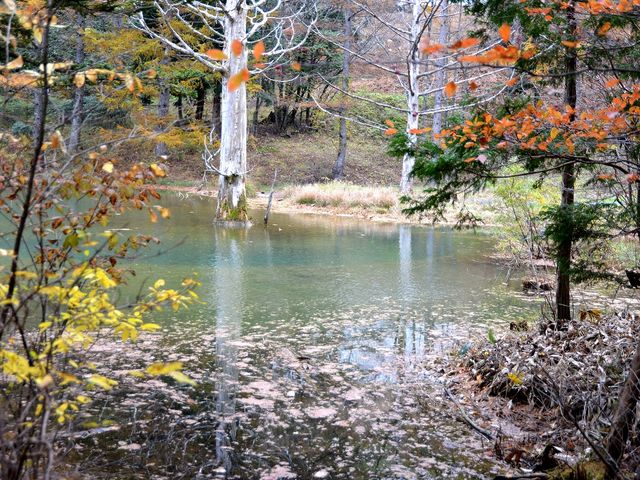 2012.11.1_富士見台高原ヘブンスそのはら(紅葉)