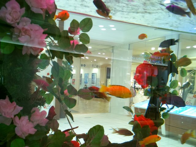 『アクアシティお台場の水槽』。綺麗な魚たちが游いでいます。_アクアシティお台場