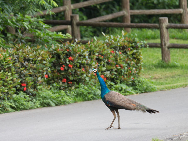 野生の孔雀_バンナ公園