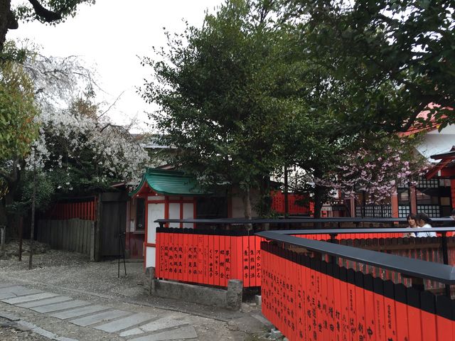 いろいろな種類の桜が咲いていました〜♪_車折神社