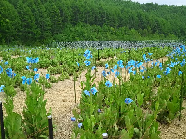 見頃には少し早かったかも。_中村農園の青いケシ