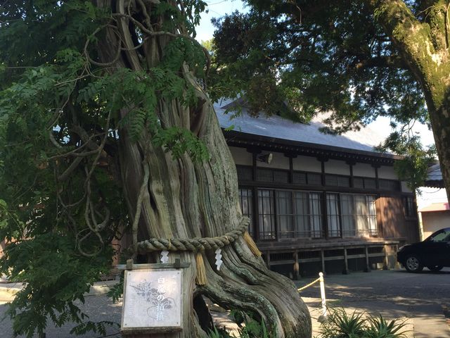 ご神木。_白浜神社