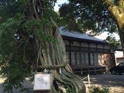megさんの白浜神社の投稿写真1