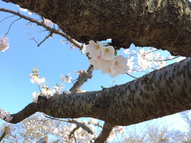 リカさんの湘南平の桜の投稿写真1