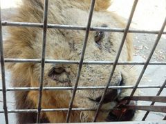 九州自然動物公園アフリカンサファリの写真1