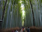 マックさんの嵐山公園の投稿写真7