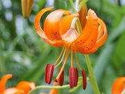 雷ちゃんさんの姫沼の投稿写真6