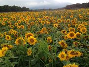 いるかさんの滝沢牧場の投稿写真2