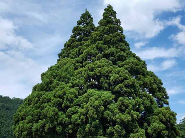 後姿って感じです!_小杉の大杉(トトロの木)