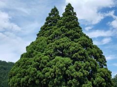 chattaさんの小杉の大杉(トトロの木)への投稿写真1