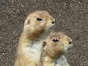 おかぴさんの盛岡市動物公園ZOOMOの投稿写真5