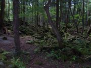 鶴亀松竹梅扇さんの青木ヶ原樹海遊歩道の投稿写真1