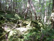 鶴亀松竹梅扇さんの青木ヶ原樹海遊歩道の投稿写真2