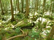 鶴亀松竹梅扇さんの青木ヶ原樹海遊歩道の投稿写真3