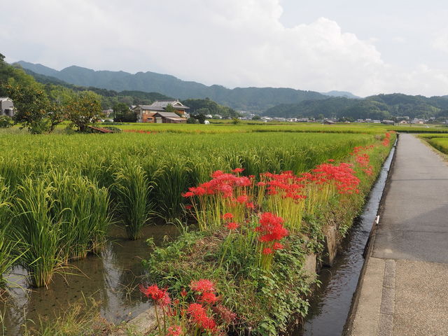 sklfhさんの明日香村の彼岸花の投稿写真1