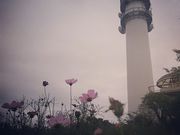 藍さんの大楠平の菜の花・コスモスの投稿写真1