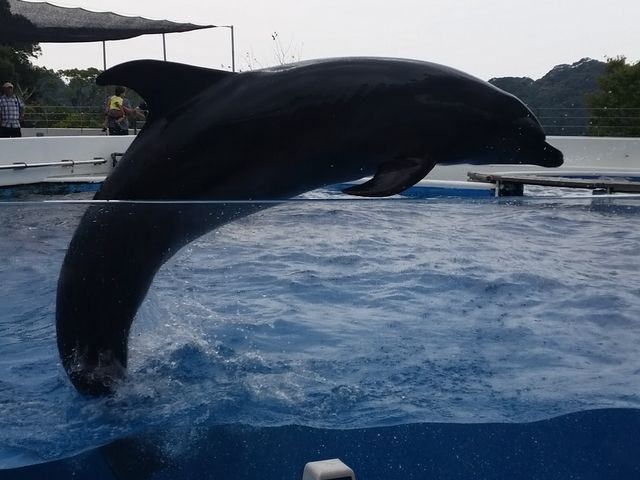 イルカジャンプ_九十九島水族館海きらら