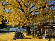 zunzuさんの古虎渓の投稿写真2