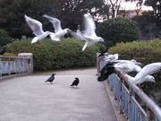鶴亀松竹梅扇さんの名城公園の投稿写真2