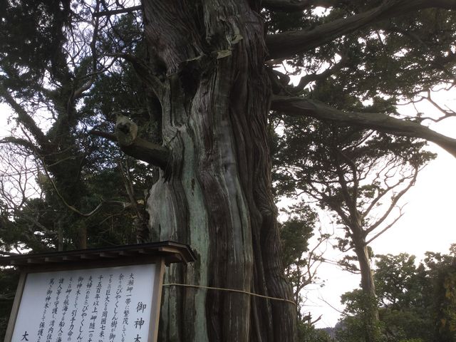 大瀬崎のビャクシン樹林