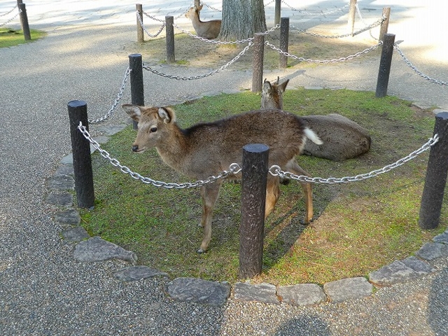 奈良県・奈良公園・浮見堂付近_浮見堂