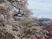 雷ちゃんさんの春日公園(長野県伊那市)の投稿写真3