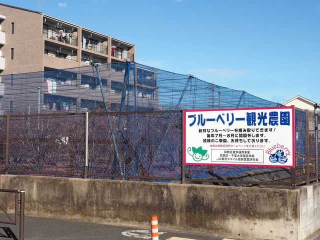 かつしか5525さんのブルーベリー観光農園(柴田農園)の投稿写真1