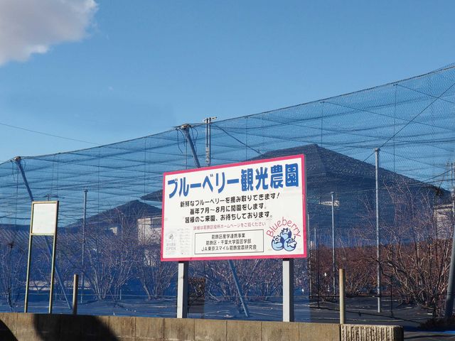 かつしか5525さんのブルーベリー観光農園(細谷農園)の投稿写真2