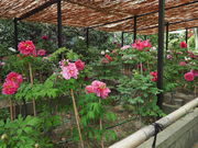 sklfhさんの乙訓寺の牡丹の投稿写真1