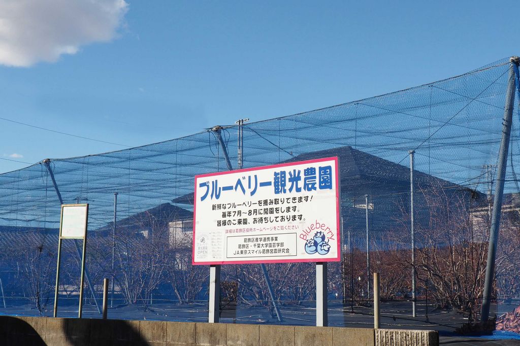 ブルーベリー観光農園(細谷農園)