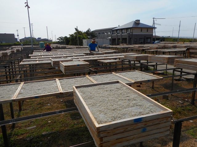 干しているところ_藤本水産直売所